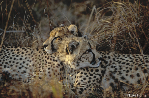 Cheetahs bonding: ©Luke Hunter